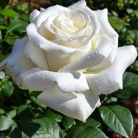 Bong Rose Seedlings Flower Seeds Perennial Growing Bonsai Corms Tubers Potted Planting Reblooming Fragrant Garden Roots Rhizomes Species Blooms Plant Bulbs Gardening Tree