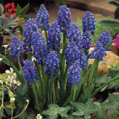 Grape Hyacinth Muscari Bulbs Blooms Species Growing Bonsai Roots Rhizomes Corms Tubers Potted Planting Reblooming Fragrant Garden Flower Seeds Plant Gardening - Seedsplant