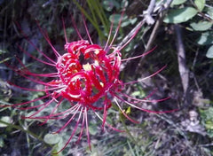 Rose Red Lycoris Spider Lilies Bulbs Radiata Hurricane Lily Cluster Amayllis Growing Bonsai Roots Rhizomes Corms Tubers Potted Planting Reblooming Fragrant Garden Species Blooms Flower Seeds Plant Gardening