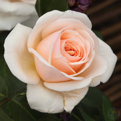 What are you doing Rose Plant Seedlings Flower Seeds Perennial Growing Bonsai Corms Tubers Potted Planting Reblooming Fragrant Garden Roots Rhizomes Species Blooms Bulbs Gardening Tree