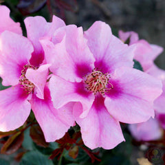 See You in pink Rose Plant Seedlings Flower Seeds Perennial Growing Bonsai Corms Tubers Potted Planting Reblooming Fragrant Garden Roots Rhizomes Species Blooms Bulbs Gardening Tree