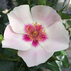 Si yu in red Rose Seedlings Flower Seeds Perennial Growing Bonsai Corms Tubers Potted Planting Reblooming Fragrant Garden Roots Rhizomes Species Blooms Plant Bulbs Gardening Tree - Seedsplant