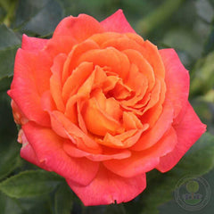 Vulcano cordes Rose Seedlings Flower Seeds Perennial Growing Bonsai Corms Tubers Potted Planting Reblooming Fragrant Garden Roots Rhizomes Species Blooms Plant Bulbs Gardening Tree