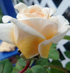 Todi Rose Seedlings Flower Seeds Perennial Growing Bonsai Corms Tubers Potted Planting Reblooming Fragrant Garden Roots Rhizomes Species Blooms Plant Bulbs Gardening Tree - Seedsplant