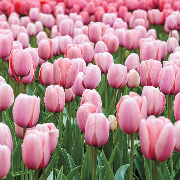 Salmon Impression Tulip Bulbs Blooms Species Growing Bonsai Roots Rhizomes Corms Tubers Potted Planting Reblooming Fragrant Garden Flower Seeds Plant
