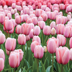 Salmon Impression Tulip Bulbs Blooms Species Growing Bonsai Roots Rhizomes Corms Tubers Potted Planting Reblooming Fragrant Garden Flower Seeds Plant