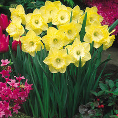Narcissus English Grown Collection Daffodil Narcissus Bulbs Blooms Species Growing Bonsai Roots Rhizomes Corms Tubers Potted Planting Reblooming Fragrant Garden Flower Seeds Plant