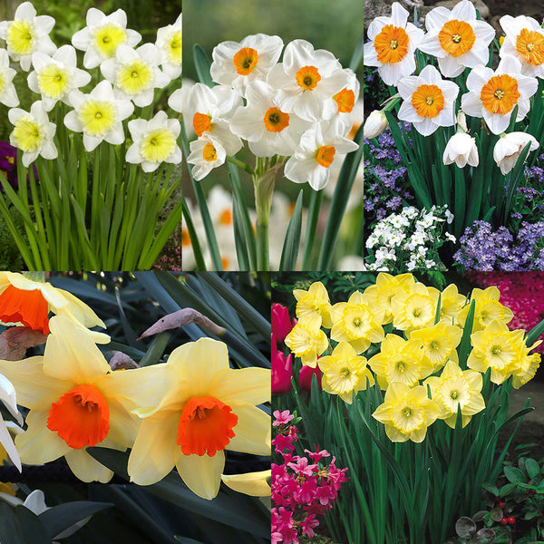 Narcissus English Grown Collection Daffodil Narcissus Bulbs Blooms Species Growing Bonsai Roots Rhizomes Corms Tubers Potted Planting Reblooming Fragrant Garden Flower Seeds Plant