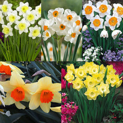 Narcissus English Grown Collection Daffodil Narcissus Bulbs Blooms Species Growing Bonsai Roots Rhizomes Corms Tubers Potted Planting Reblooming Fragrant Garden Flower Seeds Plant