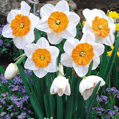Narcissus English Grown Collection Daffodil Narcissus Bulbs Blooms Species Growing Bonsai Roots Rhizomes Corms Tubers Potted Planting Reblooming Fragrant Garden Flower Seeds Plant