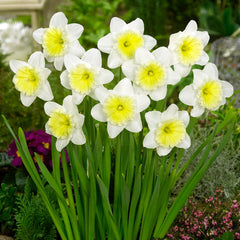 Narcissus English Grown Collection Daffodil Narcissus Bulbs Blooms Species Growing Bonsai Roots Rhizomes Corms Tubers Potted Planting Reblooming Fragrant Garden Flower Seeds Plant