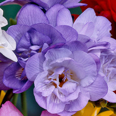 Giant Double Freesia Collection Bulbs Growing Bonsai Roots Rhizomes Corms Tubers Potted Planting Reblooming Fragrant Garden Species Blooms Flower Seeds Plant Gardening