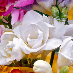 Giant Double Freesia Collection Bulbs Growing Bonsai Roots Rhizomes Corms Tubers Potted Planting Reblooming Fragrant Garden Species Blooms Flower Seeds Plant Gardening