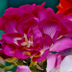 Giant Double Freesia Collection Bulbs Growing Bonsai Roots Rhizomes Corms Tubers Potted Planting Reblooming Fragrant Garden Species Blooms Flower Seeds Plant Gardening