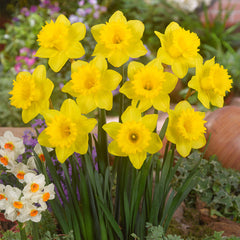 RHS AGM Narcissus Collection Daffodil Bulbs Blooms Species Growing Bonsai Roots Rhizomes Corms Tubers Potted Planting Reblooming Fragrant Garden Flower Seeds Plant