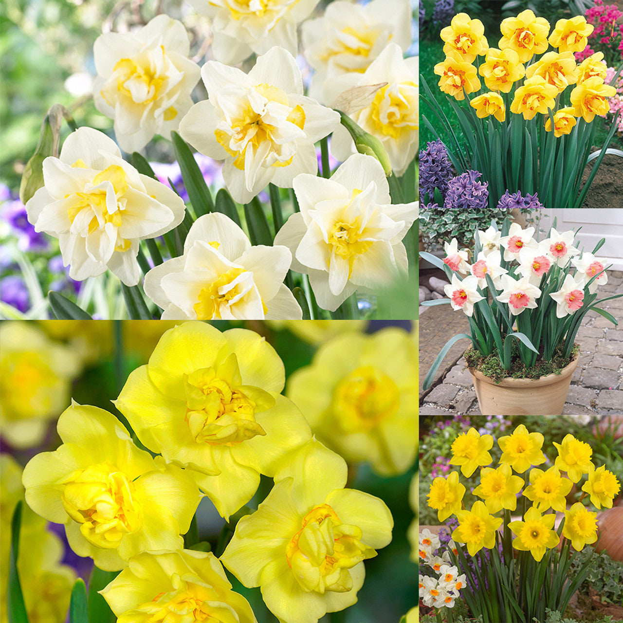 RHS AGM Narcissus Collection Daffodil Bulbs Blooms Species Growing Bonsai Roots Rhizomes Corms Tubers Potted Planting Reblooming Fragrant Garden Flower Seeds Plant