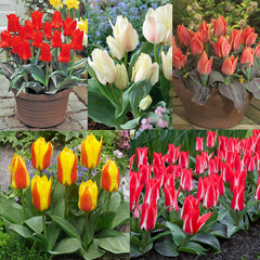 Tulip Bulbs Dwarf Rockery Greigii Collection Blooms Species Growing Bonsai Roots Rhizomes Corms Tubers Potted Planting Reblooming Fragrant Garden Flower Seeds Plant