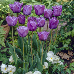 Bleu Aimable Tulip Bulbs Blooms Species Growing Bonsai Roots Rhizomes Corms Tubers Potted Planting Reblooming Fragrant Garden Flower Seeds Plant - Seedsplant