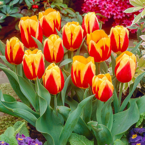 Keizerskroon Tulip (Emperor's Crown) Bulbs Blooms Species Growing Bonsai Roots Rhizomes Corms Tubers Potted Planting Reblooming Fragrant Garden Flower Seeds Plant