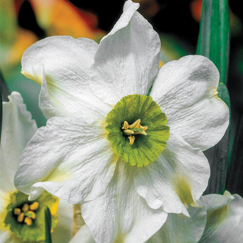 Sinopel Daffodil Narcissus Bulbs Blooms Species Growing Bonsai Roots Rhizomes Corms Tubers Potted Planting Reblooming Fragrant Garden Flower Seeds Plant