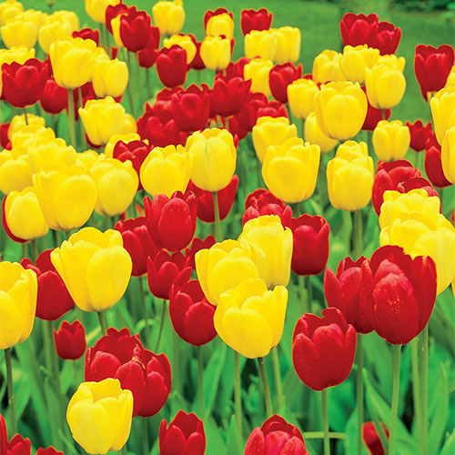 Long-Stemmed Perennial Tulip  Bulbs Blooms Species Growing Bonsai Roots Rhizomes Corms Tubers Potted Planting Reblooming Fragrant Garden Flower Seeds Plant