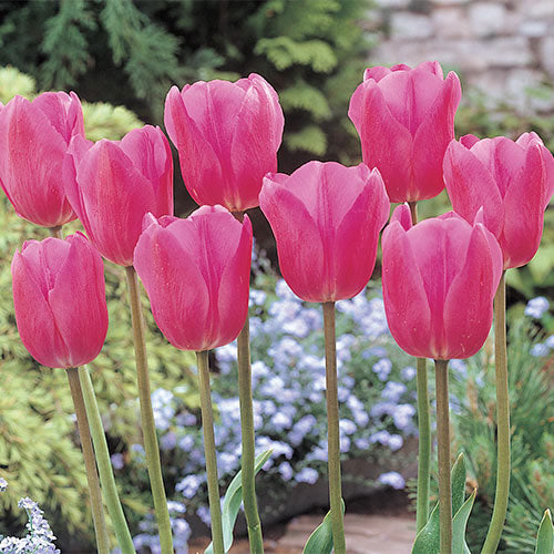 Don Quichotte Tulip Super Sak Bulbs Blooms Species Growing Bonsai Roots Rhizomes Corms Tubers Potted Planting Reblooming Fragrant Garden Flower Seeds Plant