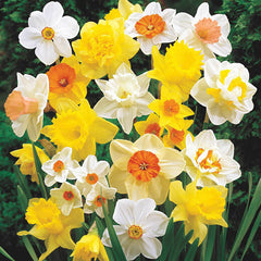 Narcissus Mixed Daffodil Super Sak Bulbs Blooms Species Growing Bonsai Roots Rhizomes Corms Tubers Potted Planting Reblooming Fragrant Garden Flower Seeds Plant