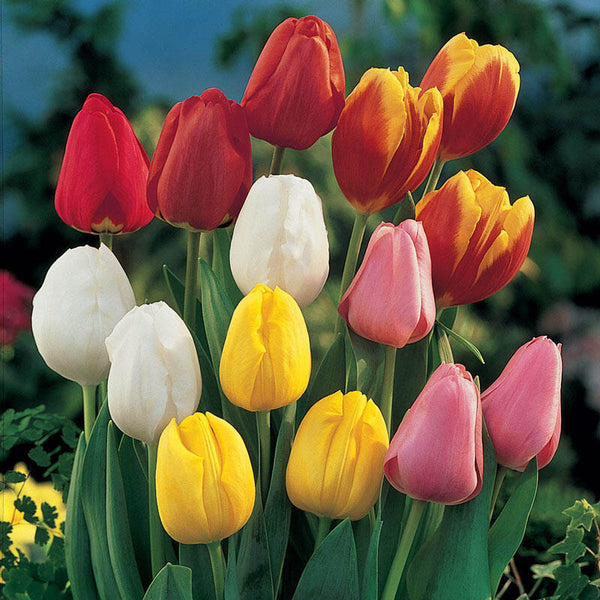 Perennial Tulip Mixture Super Sak® Bulbs Blooms Species Growing Bonsai Roots Rhizomes Corms Tubers Potted Planting Reblooming Fragrant Garden Flower Seeds Plant