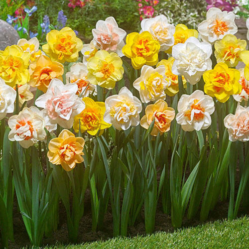 2 Months of Double Daffodil Mixture Narcissus Bulbs Blooms Species Growing Bonsai Roots Rhizomes Corms Tubers Potted Planting Reblooming Fragrant Garden Flower Seeds Plant