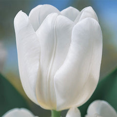 The Ice Princess Tulip Bulbs Blooms Species Growing Bonsai Roots Rhizomes Corms Tubers Potted Planting Reblooming Fragrant Garden Flower Seeds Plant - Seedsplant