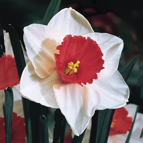 Narcissus Decoy Daffodil Bulbs Blooms Species Growing Bonsai Roots Rhizomes Corms Tubers Potted Planting Reblooming Fragrant Garden Flower Seeds Plant