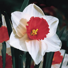 Narcissus Decoy Daffodil Bulbs Blooms Species Growing Bonsai Roots Rhizomes Corms Tubers Potted Planting Reblooming Fragrant Garden Flower Seeds Plant - Seedsplant