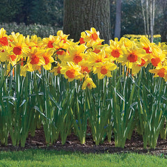 Juanita Daffodil Narcissus Bulbs Blooms Species Growing Bonsai Roots Rhizomes Corms Tubers Potted Planting Reblooming Fragrant Garden Flower Seeds Plant