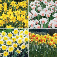 Amazing Naturalizing Daffodil Collection Narcissus Bulbs Blooms Species Growing Bonsai Roots Rhizomes Corms Tubers Potted Planting Reblooming Fragrant Garden Flower Seeds Plant