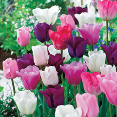 Monet's Garden™ Tulip Mixture Bulbs Blooms Species Growing Bonsai Roots Rhizomes Corms Tubers Potted Planting Reblooming Fragrant Garden Flower Seeds Plant
