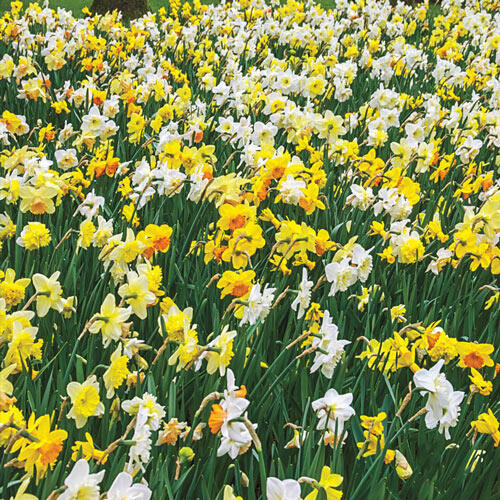 3 Months of Mixed Daffodils Narcissus Bulbs Blooms Species Growing Bonsai Roots Rhizomes Corms Tubers Potted Planting Reblooming Fragrant Garden Flower Seeds Plant