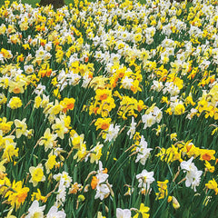 3 Months of Mixed Daffodils Narcissus Bulbs Blooms Species Growing Bonsai Roots Rhizomes Corms Tubers Potted Planting Reblooming Fragrant Garden Flower Seeds Plant