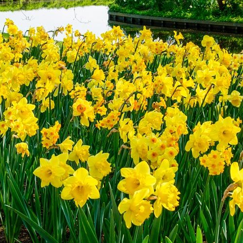 3 Months of Yellow Daffodil Narcissus Bulbs Blooms Species Growing Bonsai Roots Rhizomes Corms Tubers Potted Planting Reblooming Fragrant Garden Flower Seeds Plant