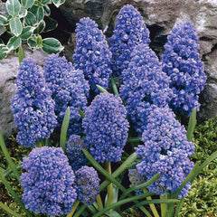 Blue Spike Grape Hyacinth Blooms Species Growing Bonsai Roots Rhizomes Corms Tubers Potted Planting Reblooming Fragrant Garden Flower Seeds Plant Gardening