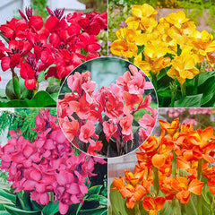 Tropical Dwarf Canna Collection Bulbs Perennial Growing Bonsai Roots Rhizomes Corms Tubers Potted Planting Reblooming Fragrant Garden Species Blooms Flower Seeds Plant Gardening - Seedsplant