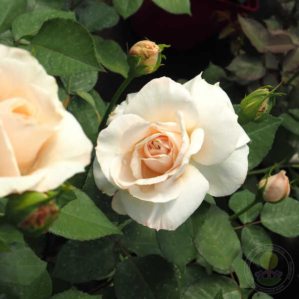 Princess astrid of Belgium Rose Seedlings Flower Seeds Perennial Growing Bonsai Corms Tubers Potted Planting Reblooming Fragrant Garden Roots Rhizomes Species Blooms Plant Bulbs Gardening Tree