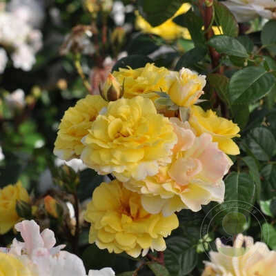 Nadia zerouali Rose Seedlings Flower Seeds Perennial Growing Bonsai Corms Tubers Potted Planting Reblooming Fragrant Garden Roots Rhizomes Species Blooms Plant Bulbs Gardening Tree