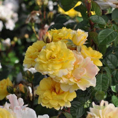 Nadia zerouali Rose Seedlings Flower Seeds Perennial Growing Bonsai Corms Tubers Potted Planting Reblooming Fragrant Garden Roots Rhizomes Species Blooms Plant Bulbs Gardening Tree