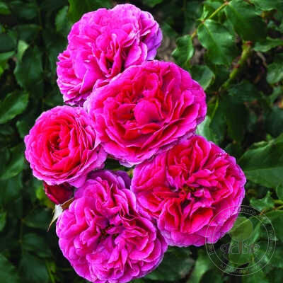 Sava reka (sava river) Rose Seedlings Flower Seeds Perennial Growing Bonsai Corms Tubers Potted Planting Reblooming Fragrant Garden Roots Rhizomes Species Blooms Plant Bulbs Gardening Tree - Seedsplant