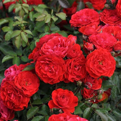 Tara reka river Rose Seedlings Flower Seeds Perennial Growing Bonsai Corms Tubers Potted Planting Reblooming Fragrant Garden Roots Rhizomes Species Blooms Plant Bulbs Gardening Tree - Seedsplant