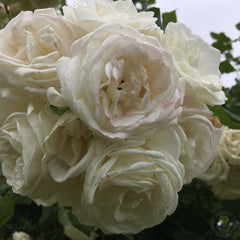 Perfume drims pletisa Rose Seedlings Flower Seeds Perennial Growing Bonsai Corms Tubers Potted Planting Reblooming Fragrant Garden Roots Rhizomes Species Blooms Plant Bulbs Gardening Tree