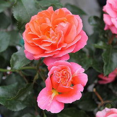 Theodor Fontane Rose Rose Seedlings Flower Seeds Perennial Growing Bonsai Corms Tubers Potted Planting Reblooming Fragrant Garden Roots Rhizomes Species Blooms Plant Bulbs Gardening Tree
