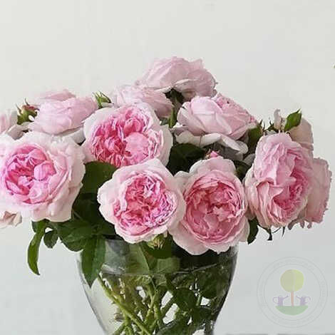 Passion Citroen Rose Seedlings Flower Seeds Perennial Growing Bonsai Corms Tubers Potted Planting Reblooming Fragrant Garden Roots Rhizomes Species Blooms Plant Bulbs Gardening Tree