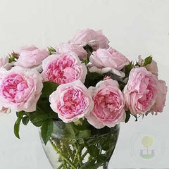 Passion Citroen Rose Seedlings Flower Seeds Perennial Growing Bonsai Corms Tubers Potted Planting Reblooming Fragrant Garden Roots Rhizomes Species Blooms Plant Bulbs Gardening Tree
