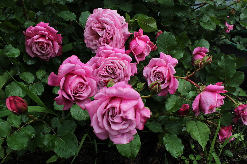 Schilliger Rose Plant Seedlings Flower Seeds Perennial Growing Bonsai Corms Tubers Potted Planting Reblooming Fragrant Garden Roots Rhizomes Species Blooms Bulbs Gardening Tree